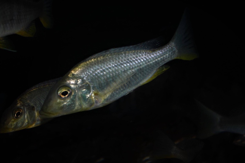 Taeniolethrinops furcicauda 'Ntekete'